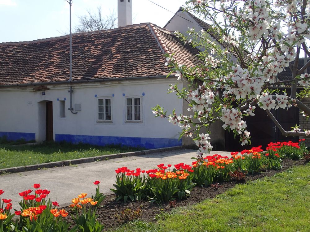Památkové domky a malá muzea Slovácka letos společně otevřou 1. a 2. června